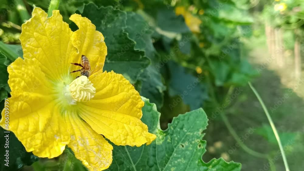 pollination by bees in yellow color flowers
