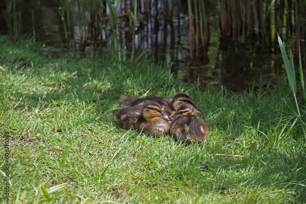 Enten-Küken Enten-Küken