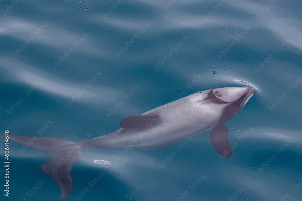 Fototapeta premium Hector's Delfin schwimmend