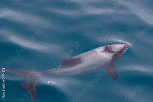 Hector's Delfin schwimmend photo