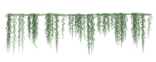 Group of Dichondra creeper plants, isolated on transparent background. 3D render.