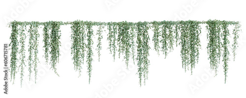 Print op canvas Group of Dichondra creeper plants, isolated on transparent background