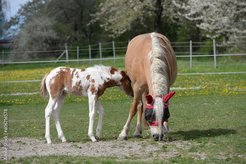 Frühling auf der Pferdeweide. Haflingerstute mit geschecktem Fohlen im blühendem Obstgarten