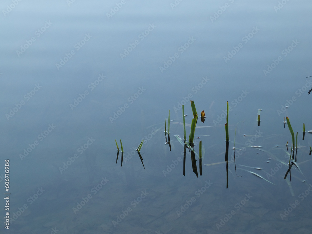 blades of grass reflecting off the surface of a lake