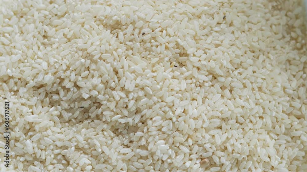 Close up shot of a big group of rice weevils moving and feeding on the rice in a plate. Rice weevil or Sitophilus in middle of rice grains. Bugs or Moth in raw rice, pest, snout beetles. Close up shot of a big group of rice weevils moving and feeding on the rice in a plate. Rice weevil or Sitophilus in middle of rice grains. Bugs or Moth in raw rice, pest, snout beetles.