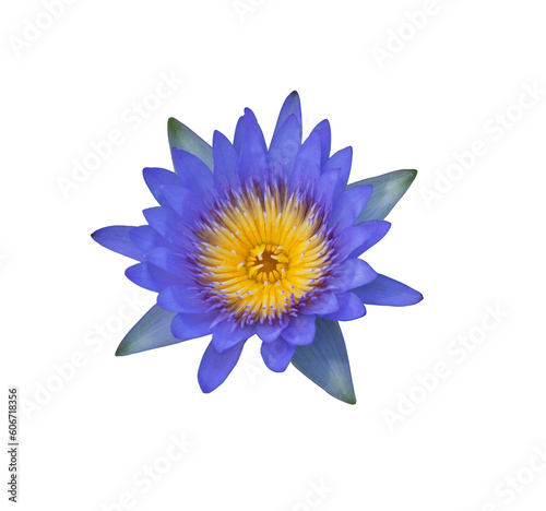 beautiful purple water lily or lotus flower on white background