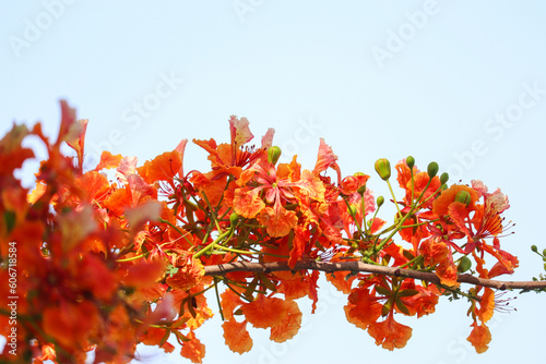 flamboyant tree orange Peacock flowers blooming on park