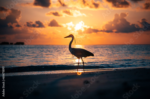 heron on sunset