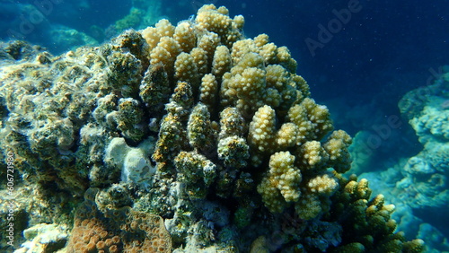 Stony coral rasp coral  or cauliflower coral  knob-horned coral  Pocillopora verrucosa  undersea  Red Sea  Egypt  Sharm El Sheikh  Nabq Bay