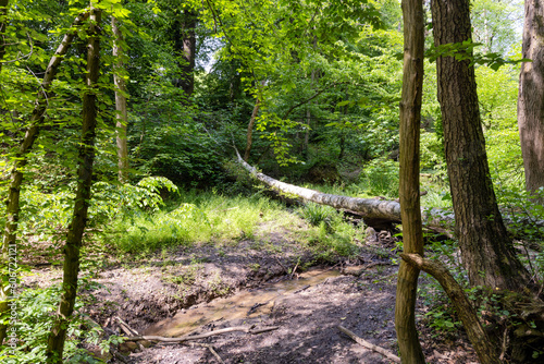 Engelsbach im Naturschutzgebiet Melbtal in Bonn photo