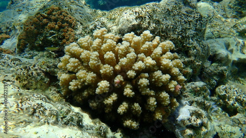 Stony coral rasp coral, or cauliflower coral, knob-horned coral (Pocillopora verrucosa) undersea, Red Sea, Egypt, Sharm El Sheikh, Nabq Bay © Alexey