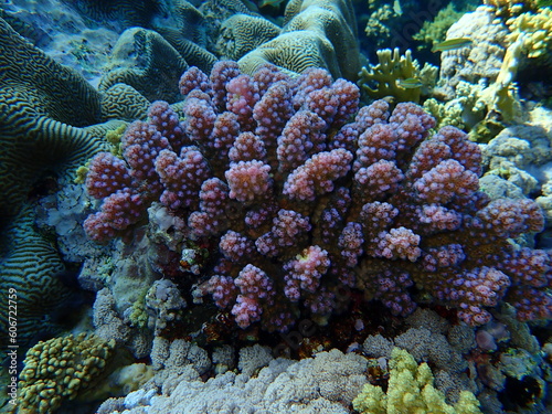 Stony coral rasp coral, or cauliflower coral, knob-horned coral (Pocillopora verrucosa) undersea, Red Sea, Egypt, Sharm El Sheikh, Nabq Bay