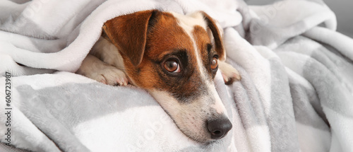 Cute Jack Russell Terrier lying on sofa at home