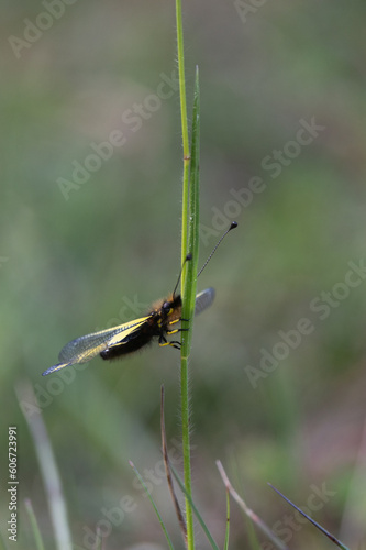 Libelloides coccajus - Owly sulphur - Ascalaphe soufré © Thomas