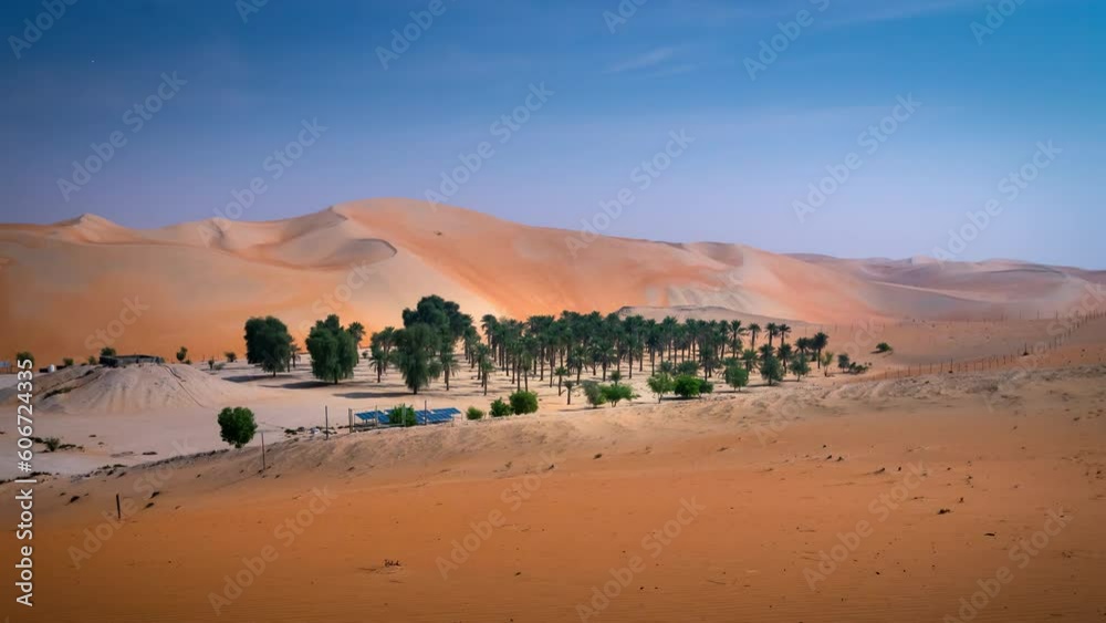 Time lapse motion of dates tree with fruits in farm Time lapse motion of dates tree with fruits in farm