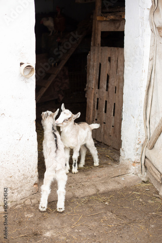 Baby goats, village yard with domestic little goats