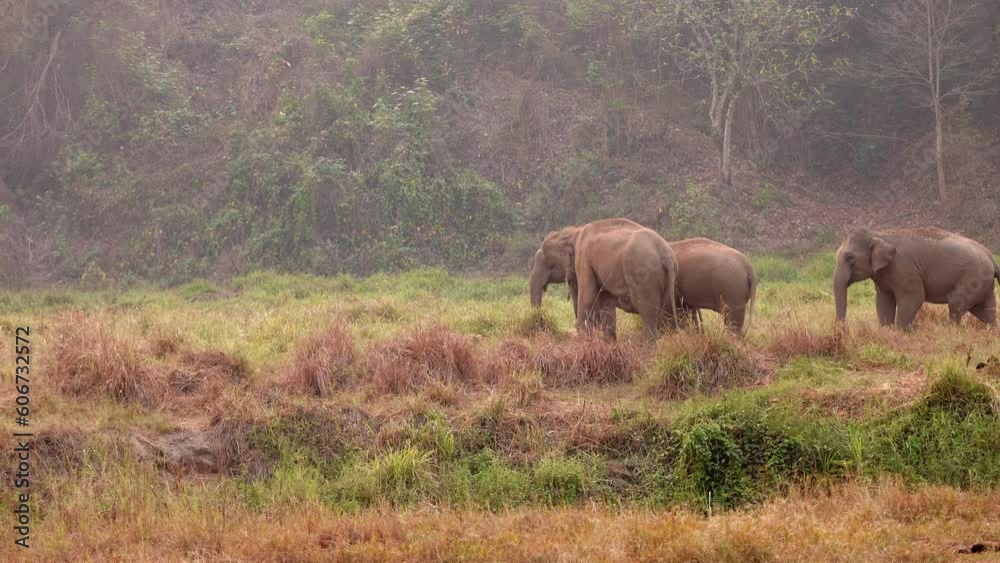 Herd of elephants walking in early morning light Herd of elephants walking in early morning light