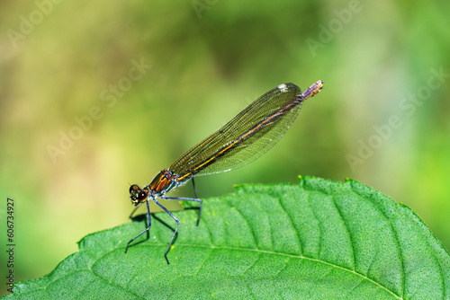 Dragonfly Calopteryx splendens sits on a green leaf on the river bank.