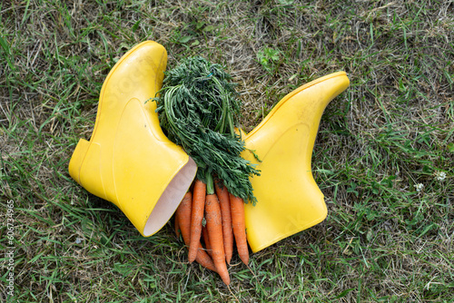 Summer harvest of carrots, freshly picked carrots on green grass