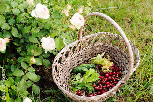 Summer harvest of homemade fruits and vegetables, harvest in a basket