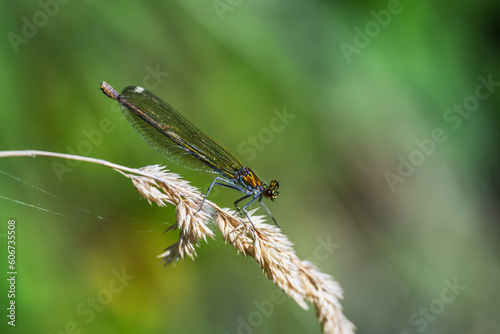 Dragonfly Calopteryx splendens sits on an ear of grass on the river bank.