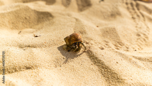 (coenobita rugosus) Hermit crab in Koh Phi Phi Leh beach in Thailand photo