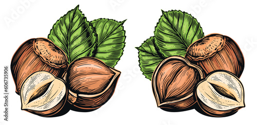 Set of ripe hazelnuts with green leaves. Nuts flavor ingredient. Color vector illustration