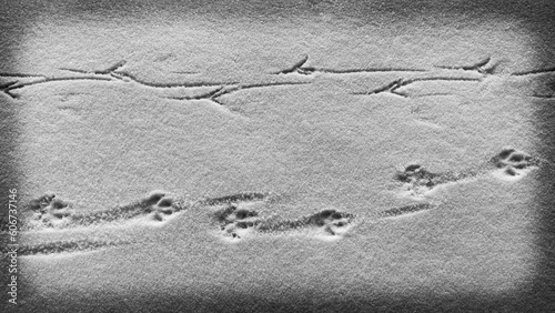 Spuren im Schnee in schwarz-weiß