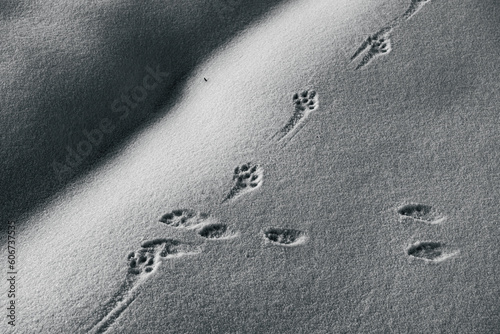 Spuren von Waldtieren im Schnee