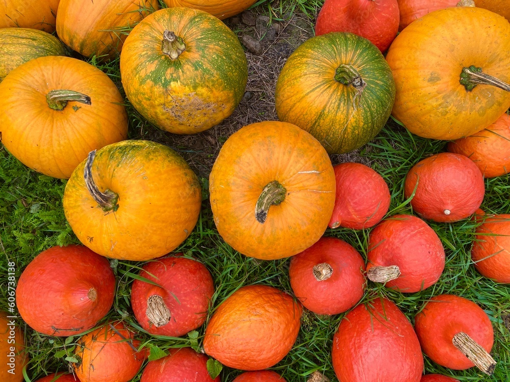 Ripe, plucked multi-colored pumpkins trimming the lawn. Ripe, plucked multi-colored pumpkins trimming the lawn.