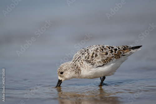 Bécasseau sanderling