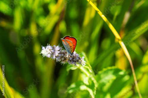 colorful insect, wildflowers, outdoors, zoology, endangered, colored, biology, fragility, copper, meadow, plant, lycaena, lycaenidae, lepidoptera, dispar, lycaena dispar, large copper, macro, entomolo