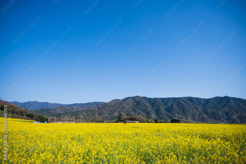 菜の花畑の風景