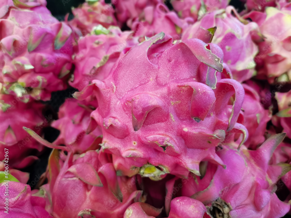 Dragon fruit, which has just been picked from plantations, is ready to be sold in supermarkets, markets. Dragon fruit (English: Pitaya) is the fruit of several types of cacti from the genera Hylocereu Dragon fruit, which has just been picked from plantations, is ready to be sold in supermarkets, markets. Dragon fruit (English: Pitaya) is the fruit of several types of cacti from the genera Hylocereu