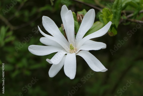Sommerblüte