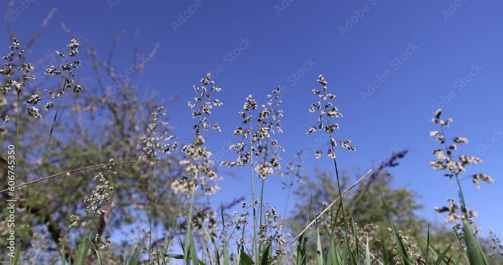 green tall grass in the spring season, green grass growing in the field in warm spring weather green tall grass in the spring season, green grass growing in the field in warm spring weather