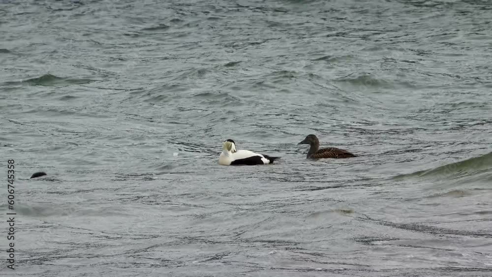 Common Eiders family training their ducklings on the Atlantic Ocean Common Eiders family training their ducklings on the Atlantic Ocean