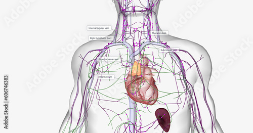 Lymph travels from the extremities through the lymphatic vessels. photo