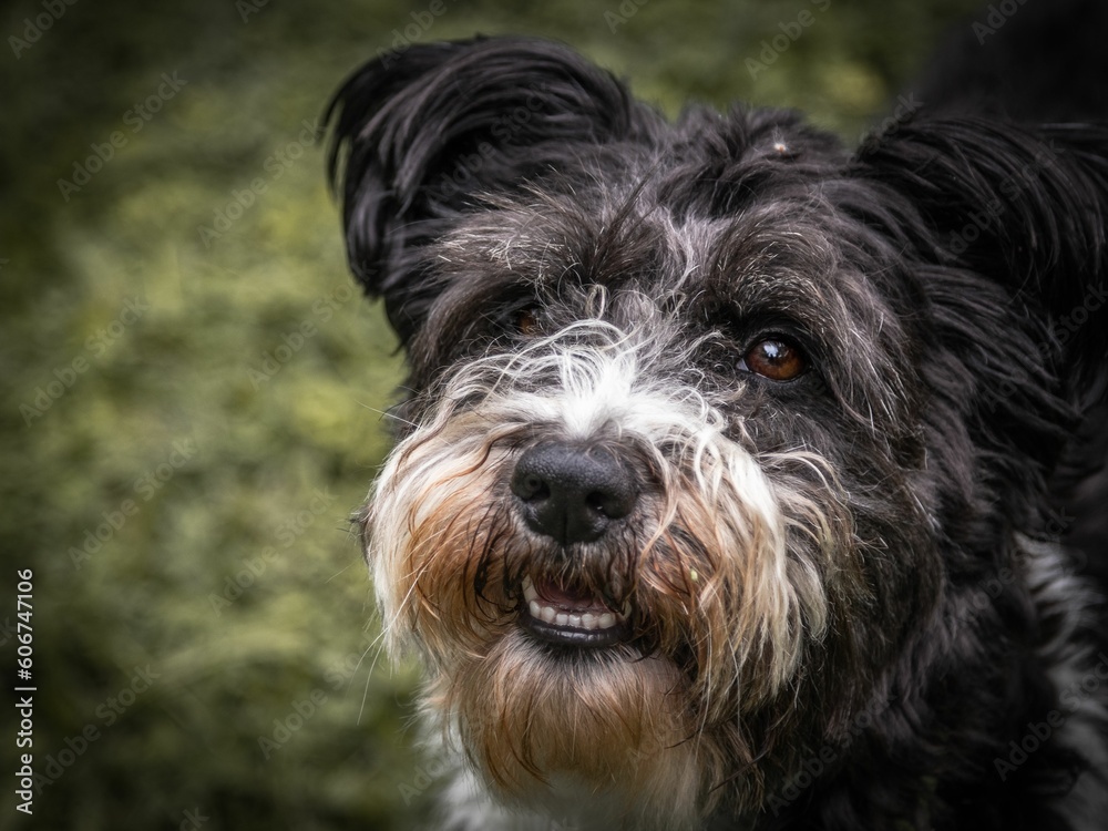 Closeup of a rescued  Jack Russell Terrier dog