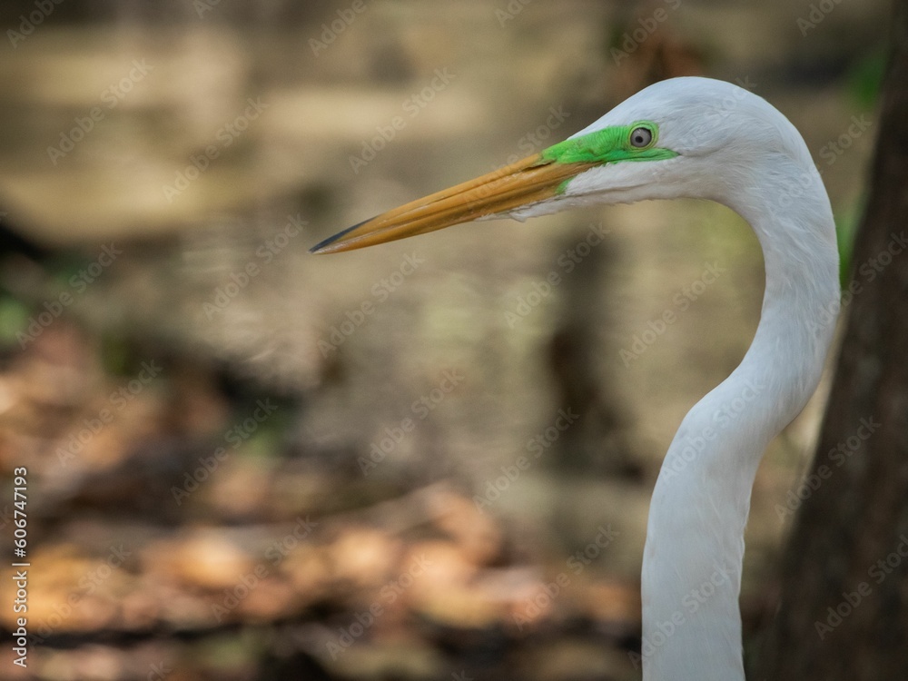 Closeup of a great egret (Ardea alba) on a branch Closeup of a great egret (Ardea alba) on a branch