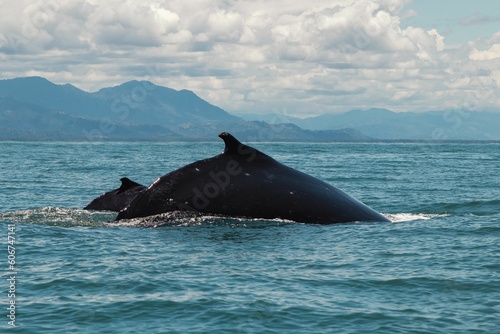 Closeup of a huge whale in the sea
