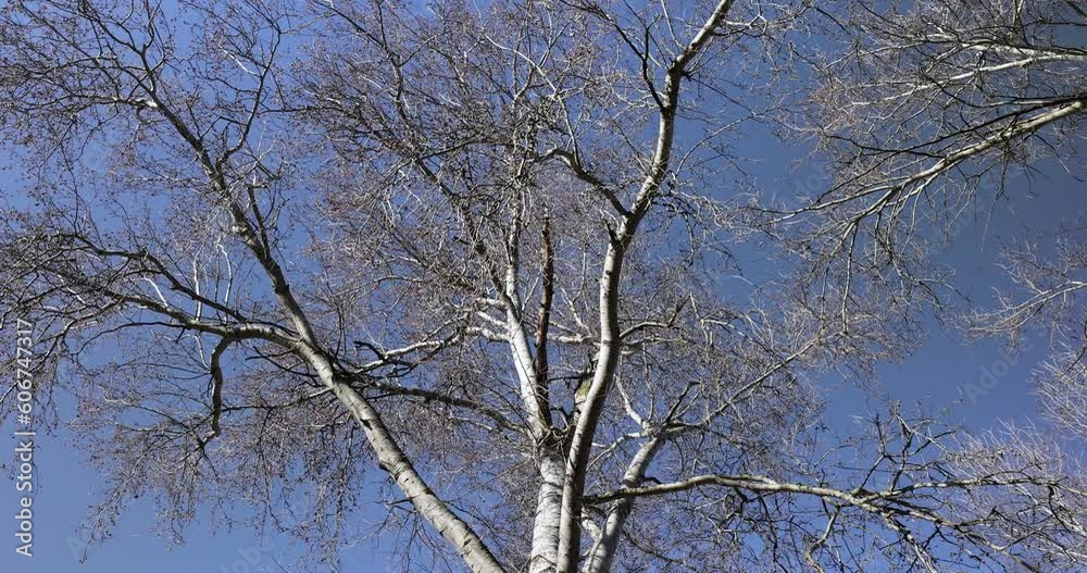 tall old birch during flowering and without foliage, spring season with birches with long flexible branches tall old birch during flowering and without foliage, spring season with birches with long flexible branches