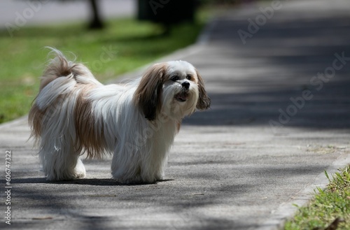 Obraz na plátně Closeup shot of a Lhasa Apso dog on a sidewalk on a sunny day
