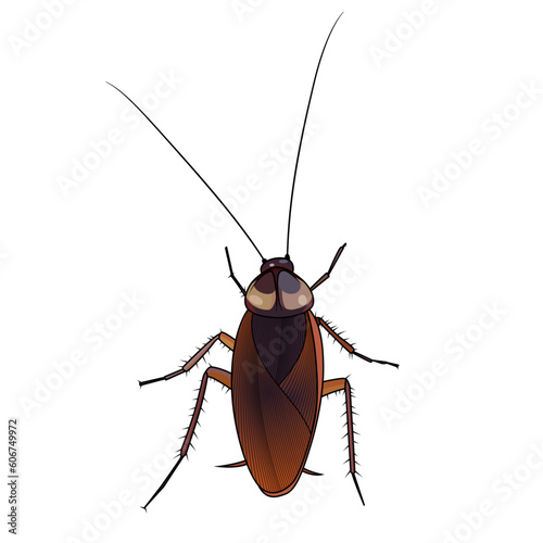 Cockroach paraphyletic insect vector image detailed realistic vector illustration