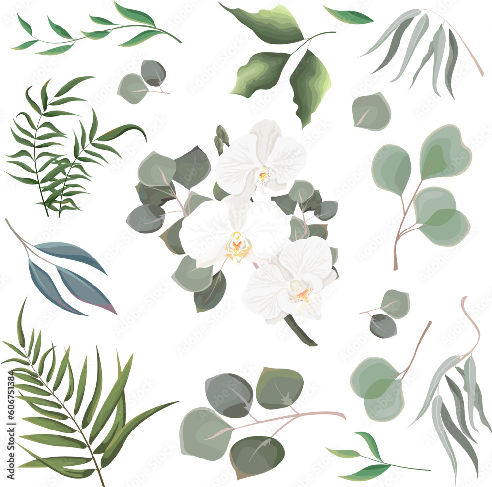 Mix of herbs and plants vector collection. Juicy eucalyptus, green plants and leaves. All elements are isolated. White orchid branch with eucalyptus.