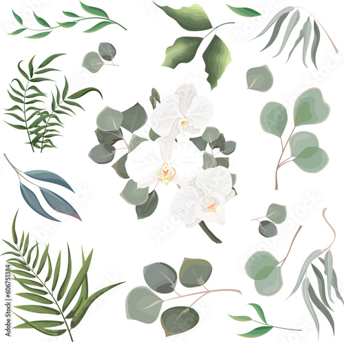 Mix of herbs and plants vector collection. Juicy eucalyptus, green plants and leaves. All elements are isolated. White orchid branch with eucalyptus.
