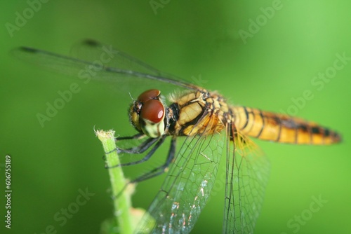Macro photograph of a dragonfly on a plant with green background