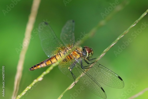 Dragonfly on a plant with green background, macro shot