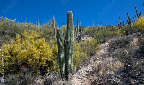 Saguaro cactus in the desert