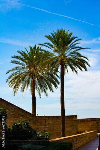 Vertical shot of the two palm trees